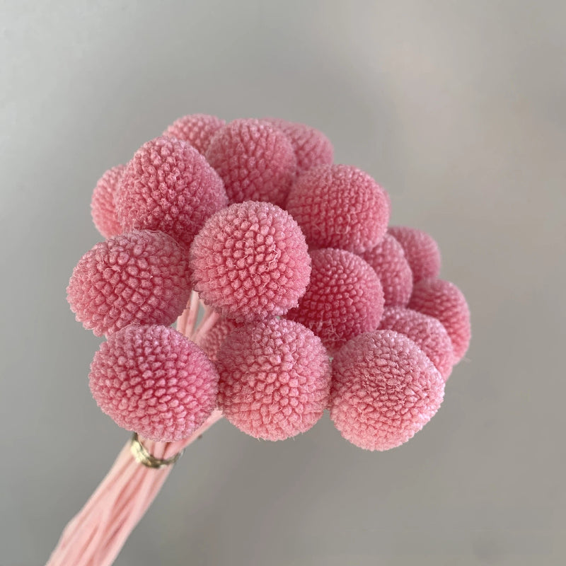 Billy Button Coral Pink