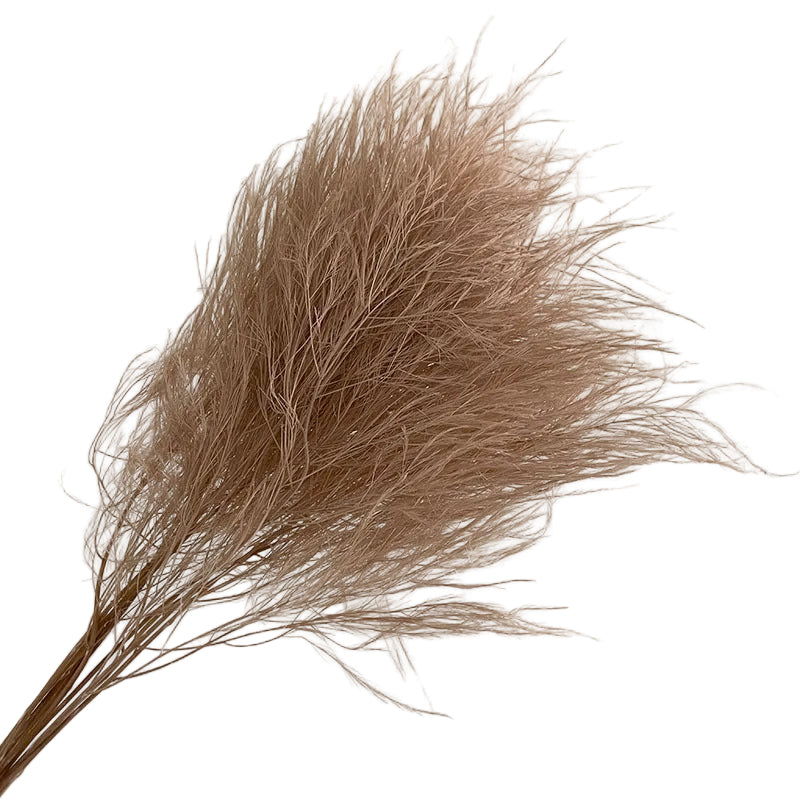Tiki Fern Brown