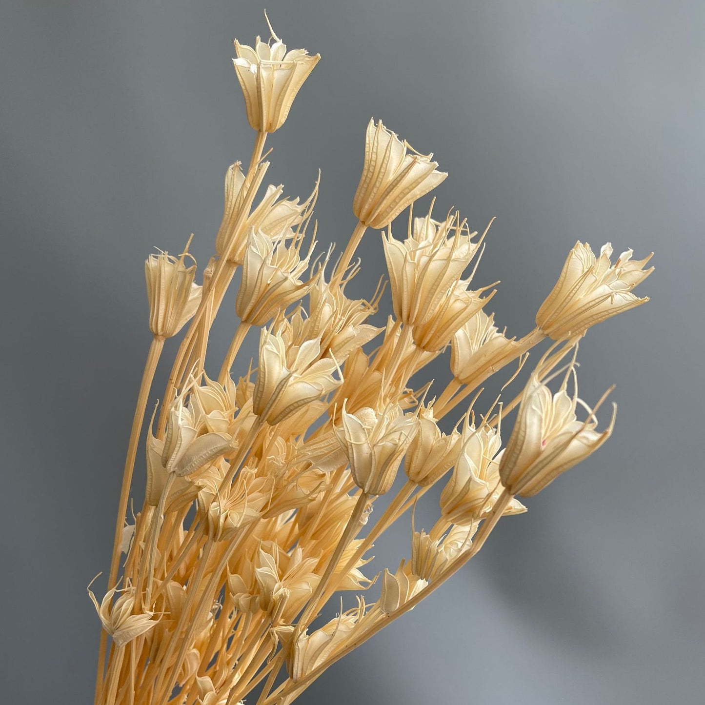 Nigella Champagne