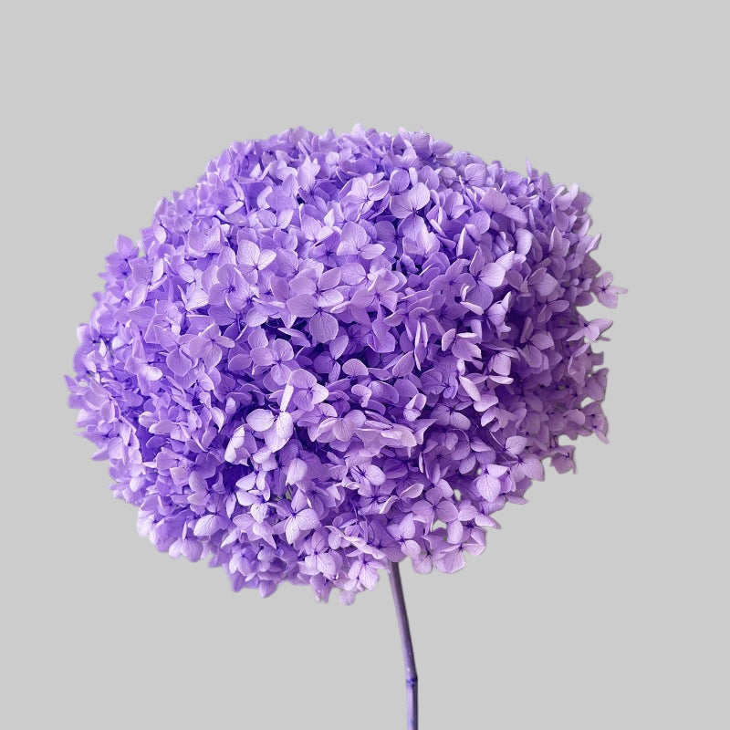 Hydrangea Dusty Purple
