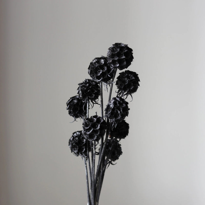 Scabiosa Black