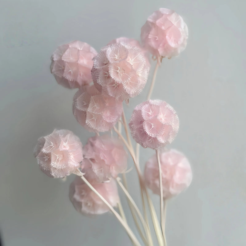 Scabiosa Soft Pink