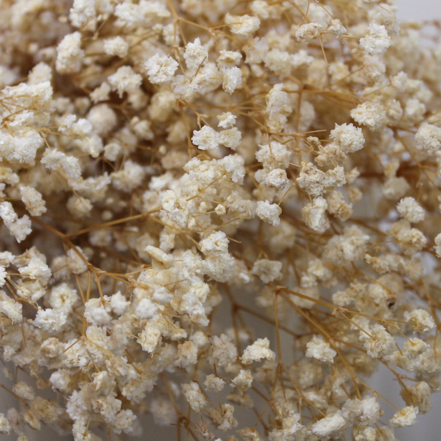 Baby's Breath Natural