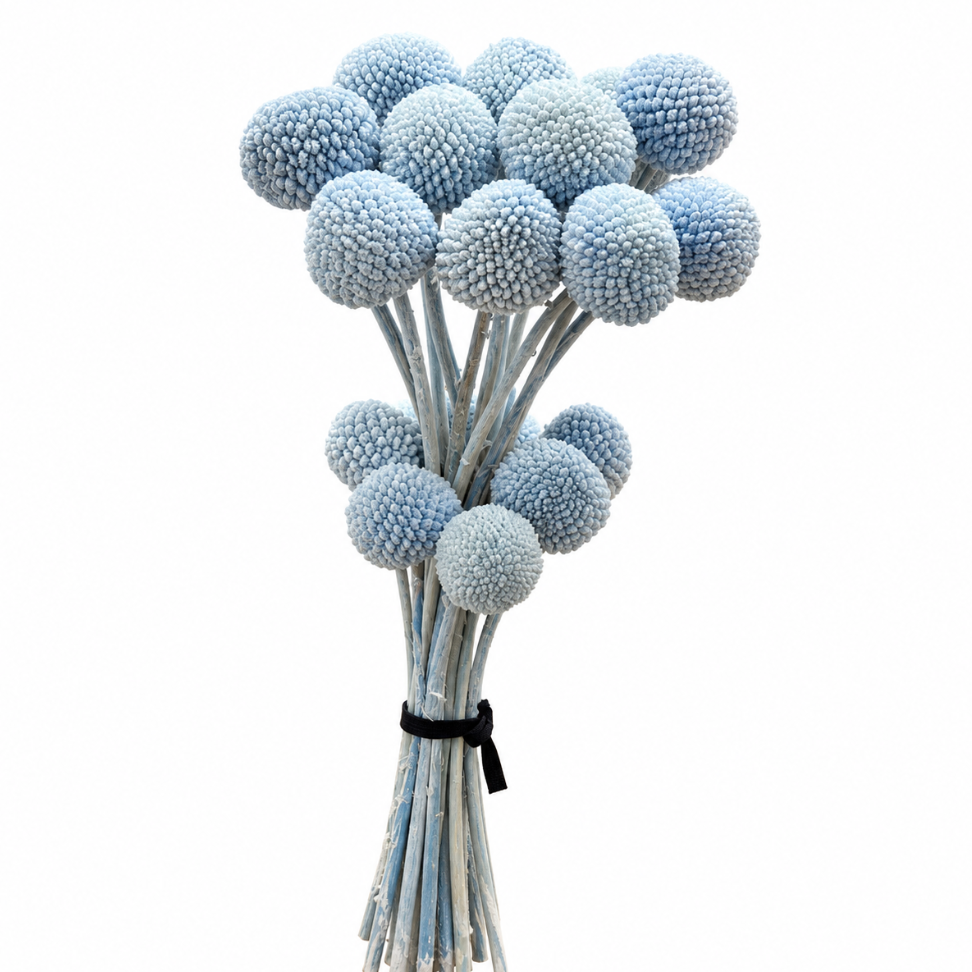 Billy Button Blue