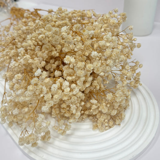 Preserved Baby's Breath