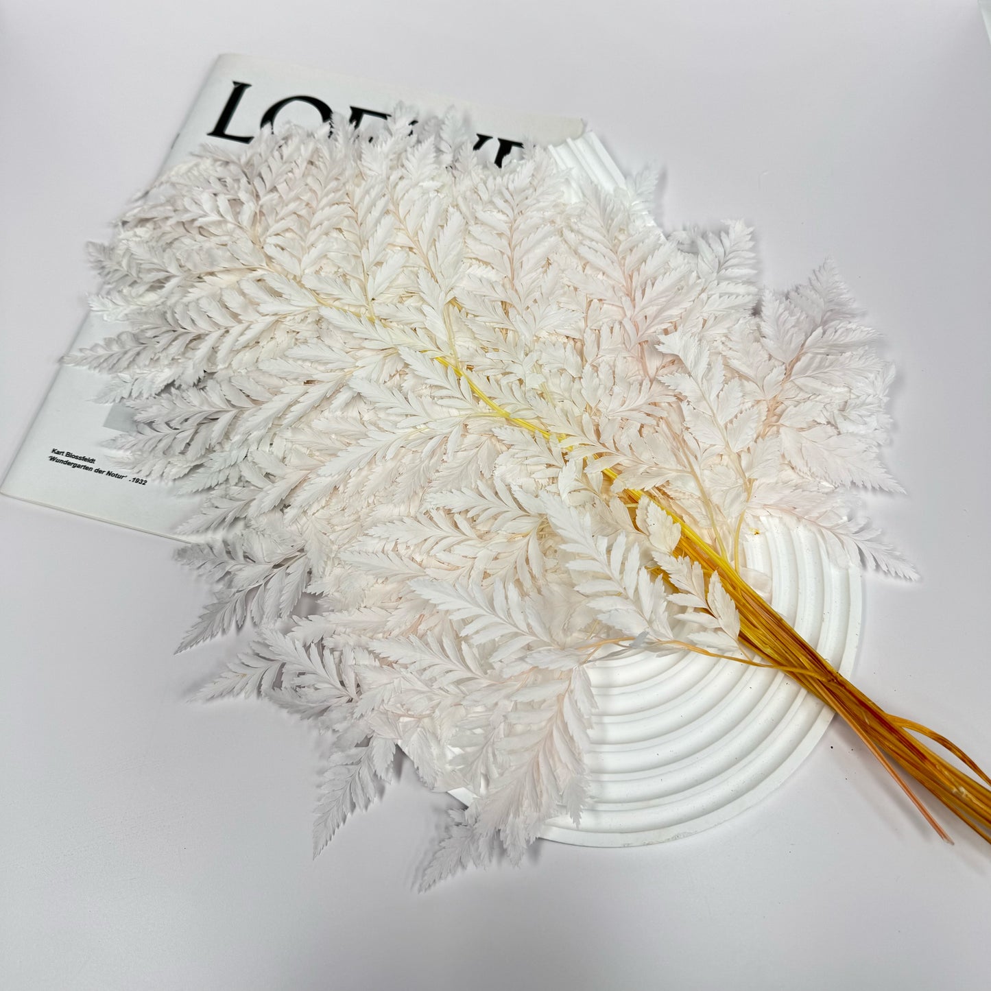 Preserved Leather Fern Small