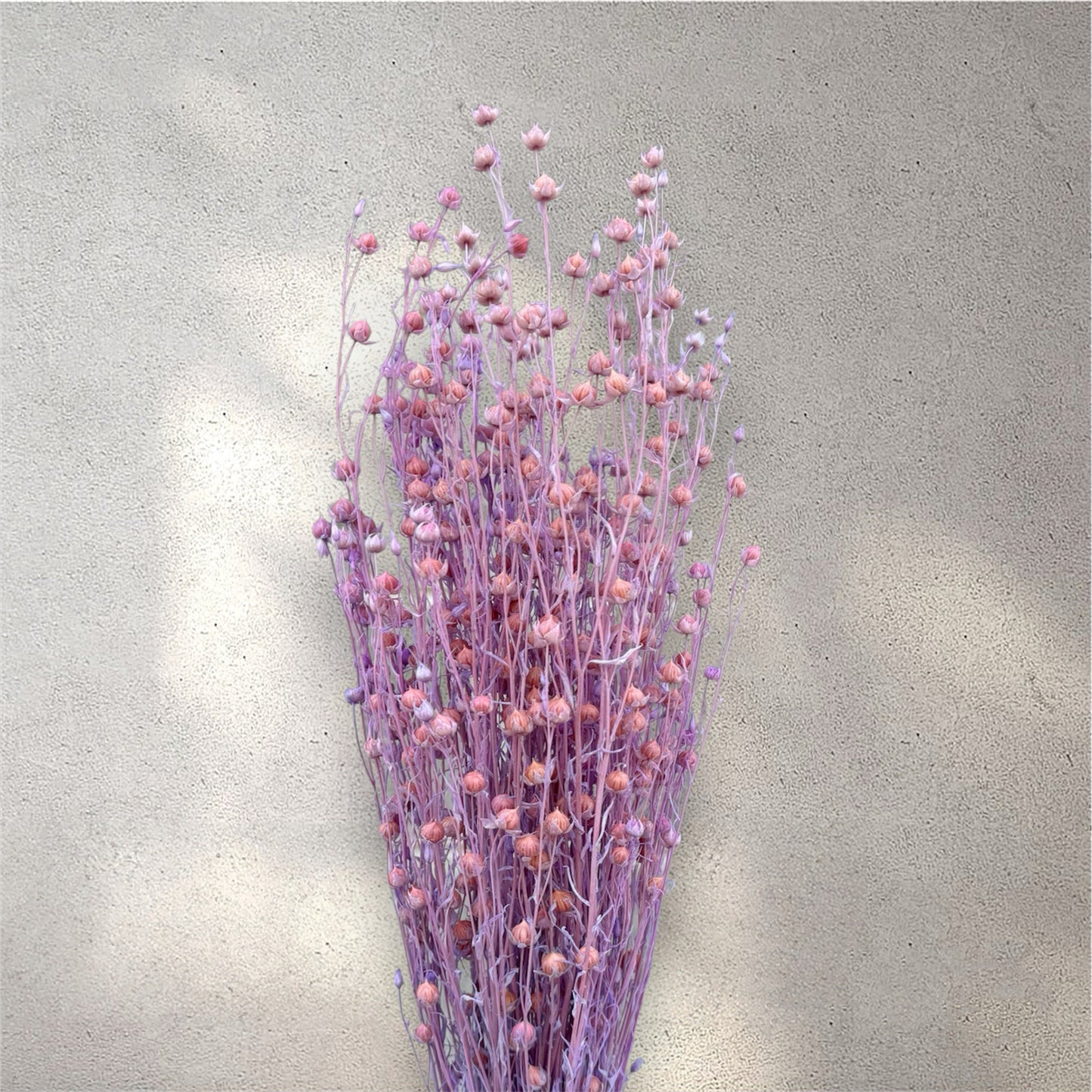 Preserved Hypericum Berries