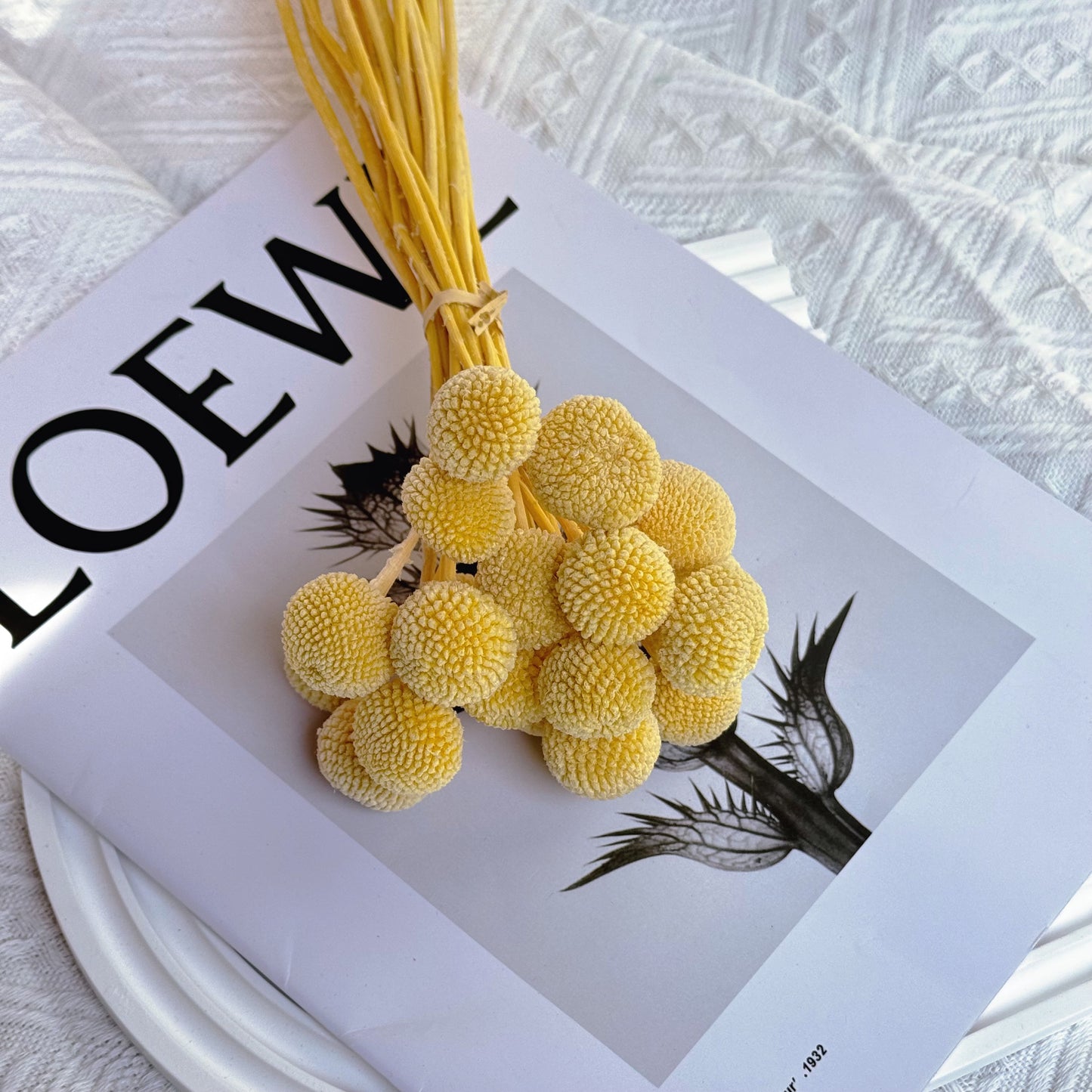 Preserved Billy Buttons