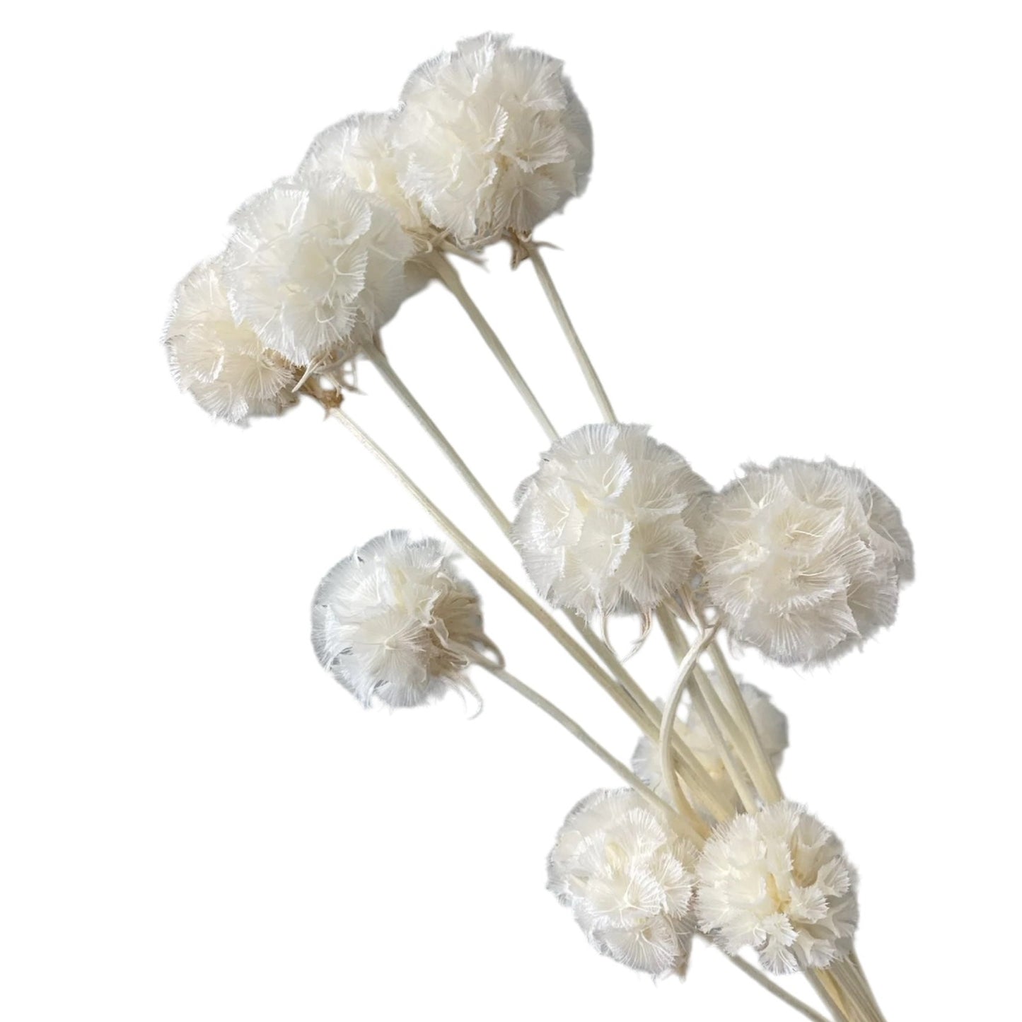 Scabiosa White Dried Flower