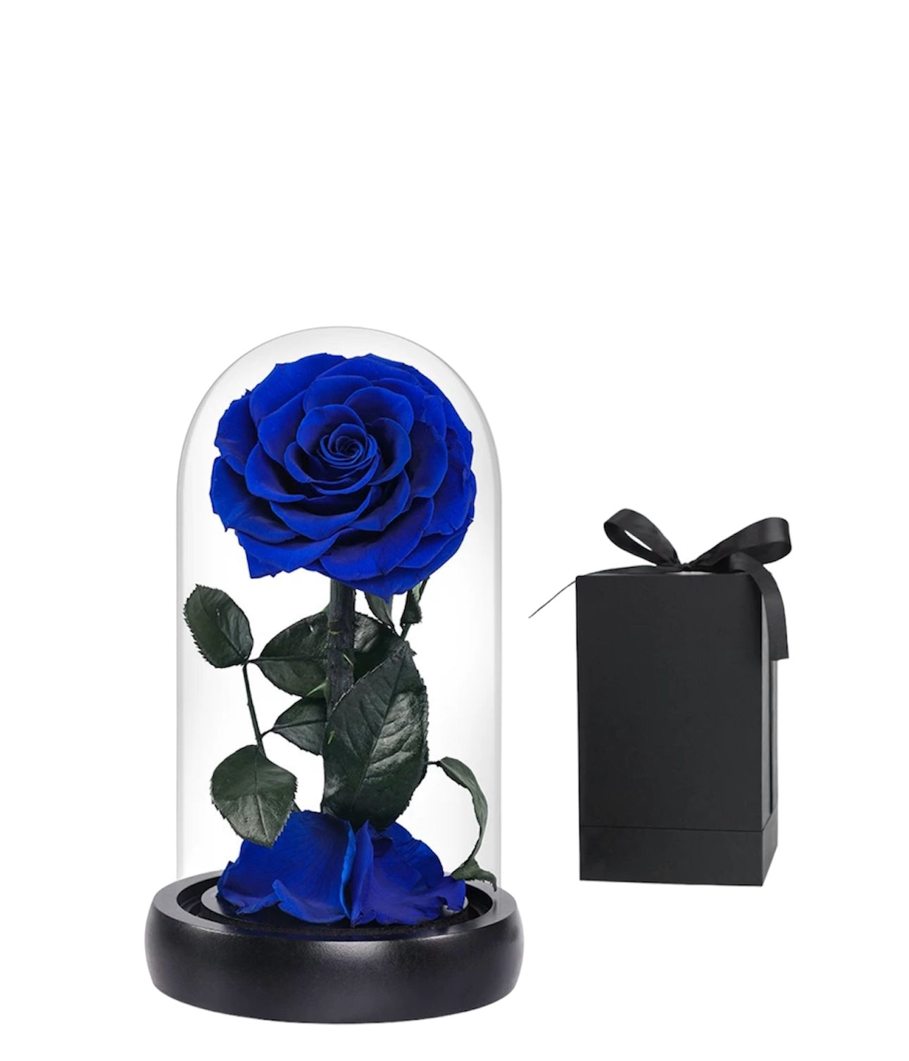 Small Rosé Dome Royal Blue Gift