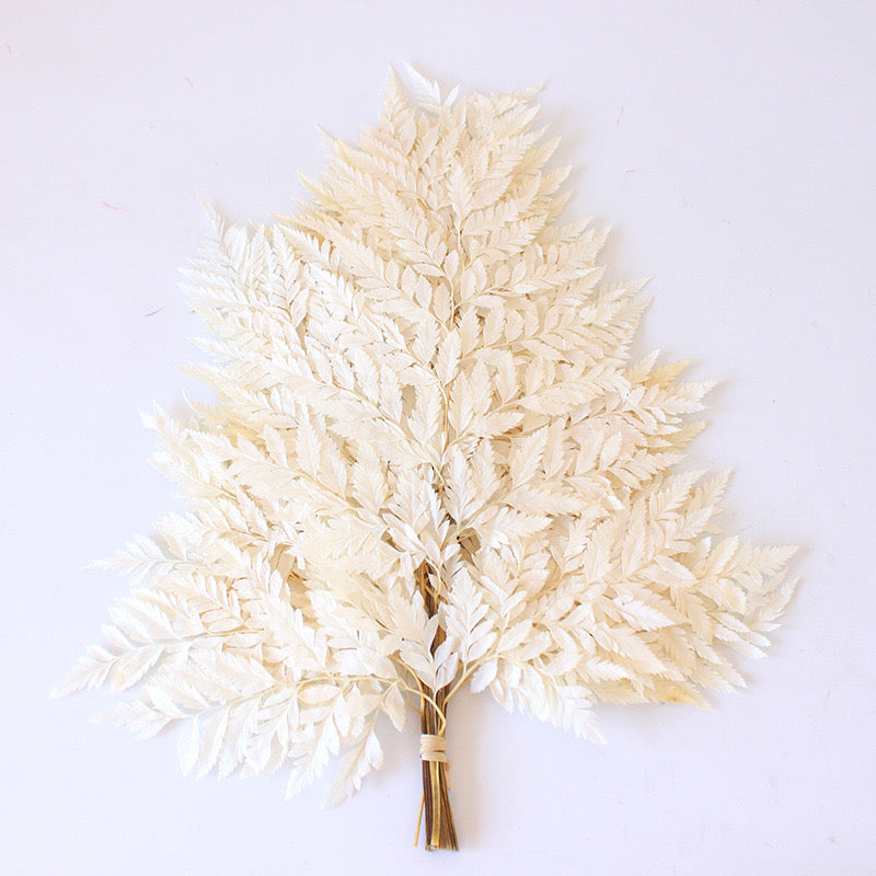Preserved Leather Fern Small