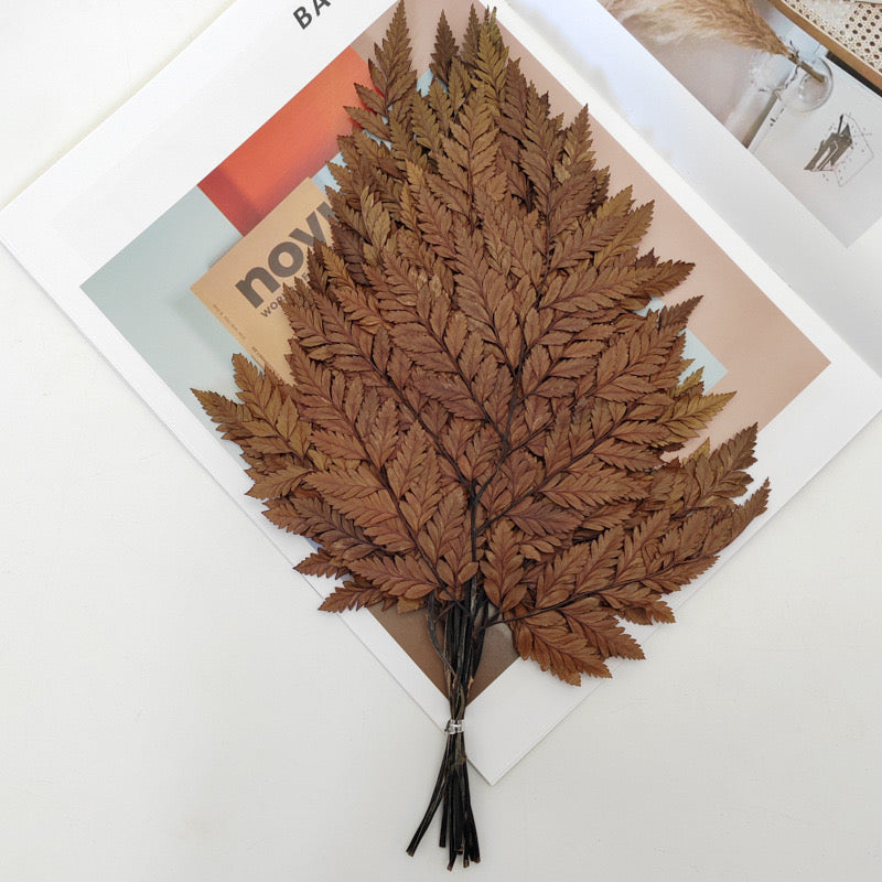 Preserved Leather Fern Small