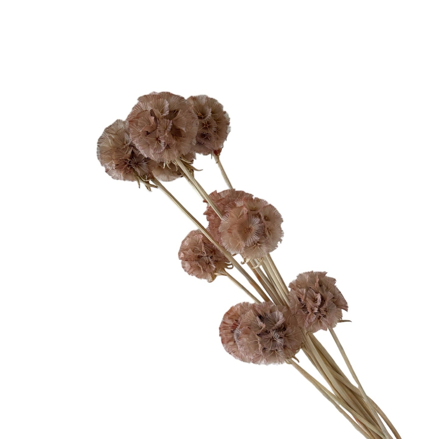 Preserved Scabiosa