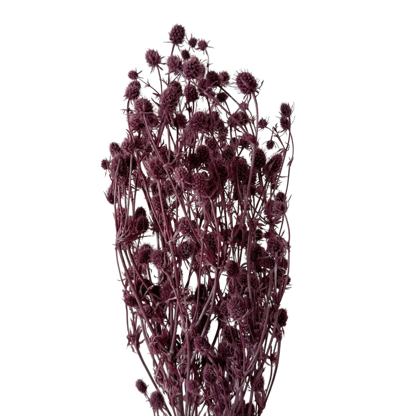 Preserved Sea Holly