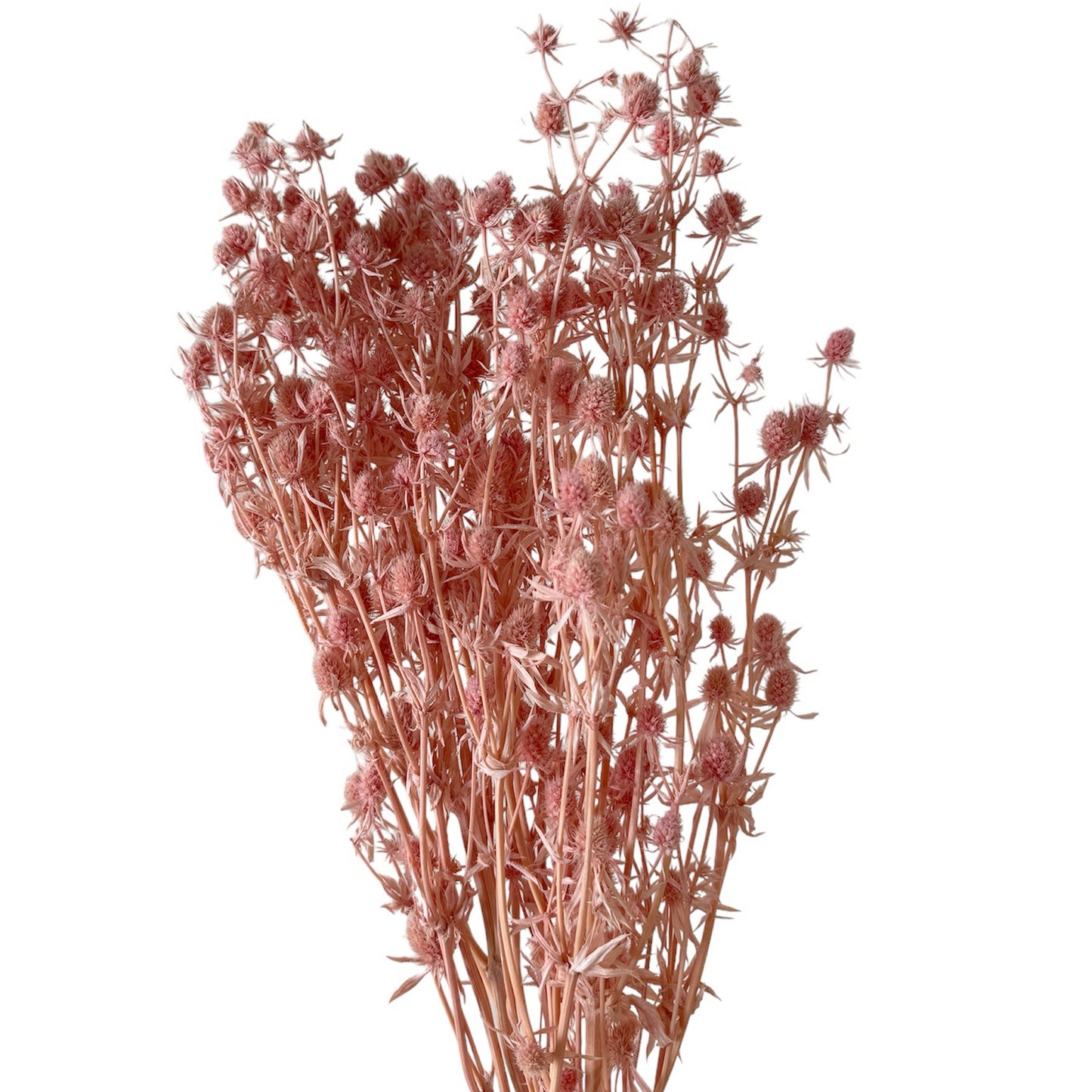 Preserved Sea Holly
