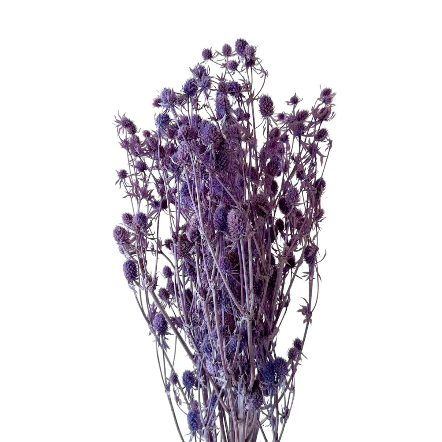 Preserved Sea Holly