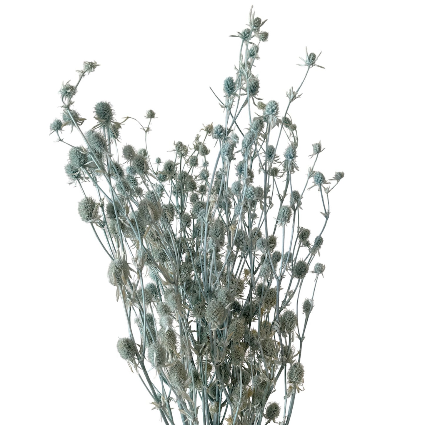 Preserved Sea Holly