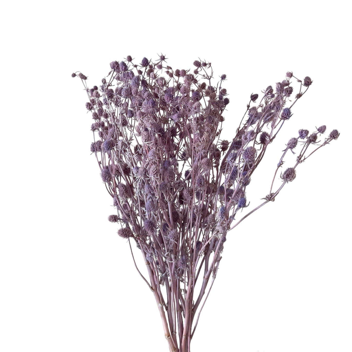 Preserved Sea Holly