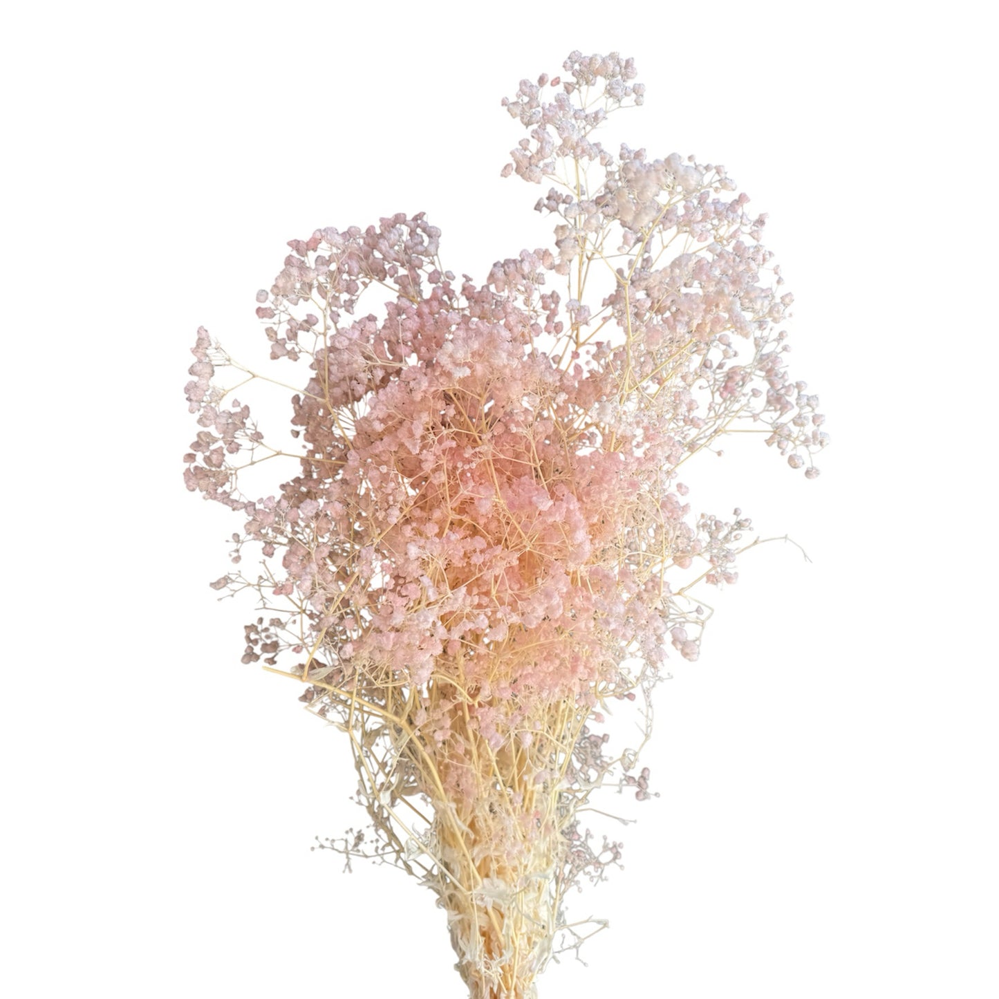 Baby's Breath Soft Pink