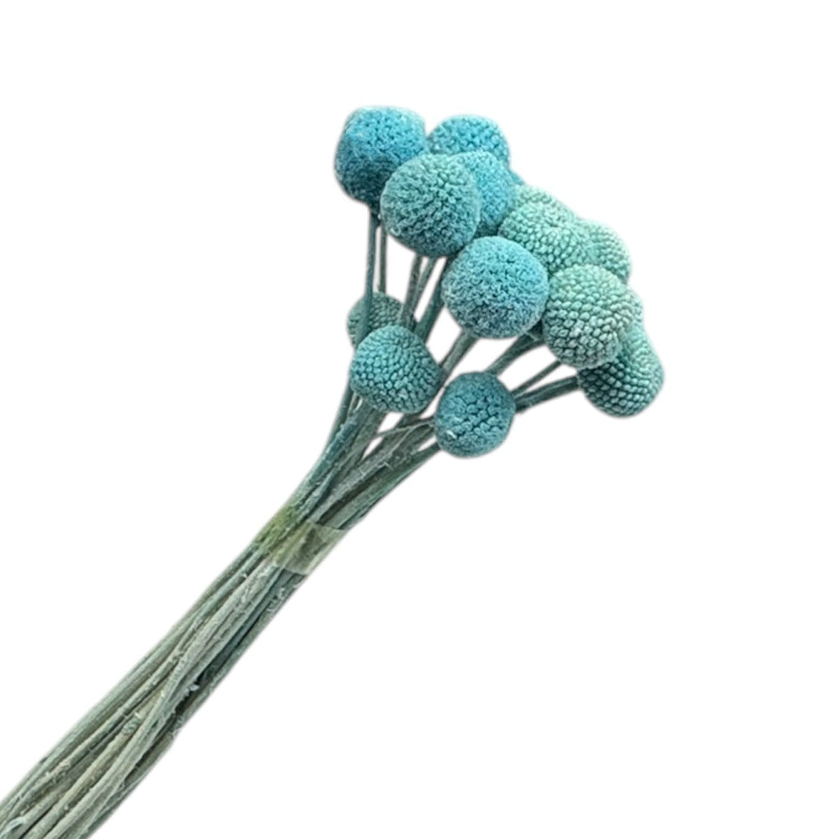 Billy Button Tiffany Blue