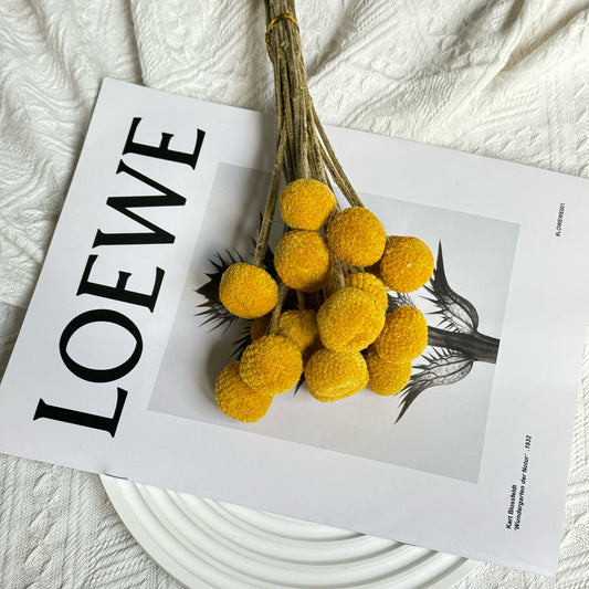 Preserved Billy Buttons