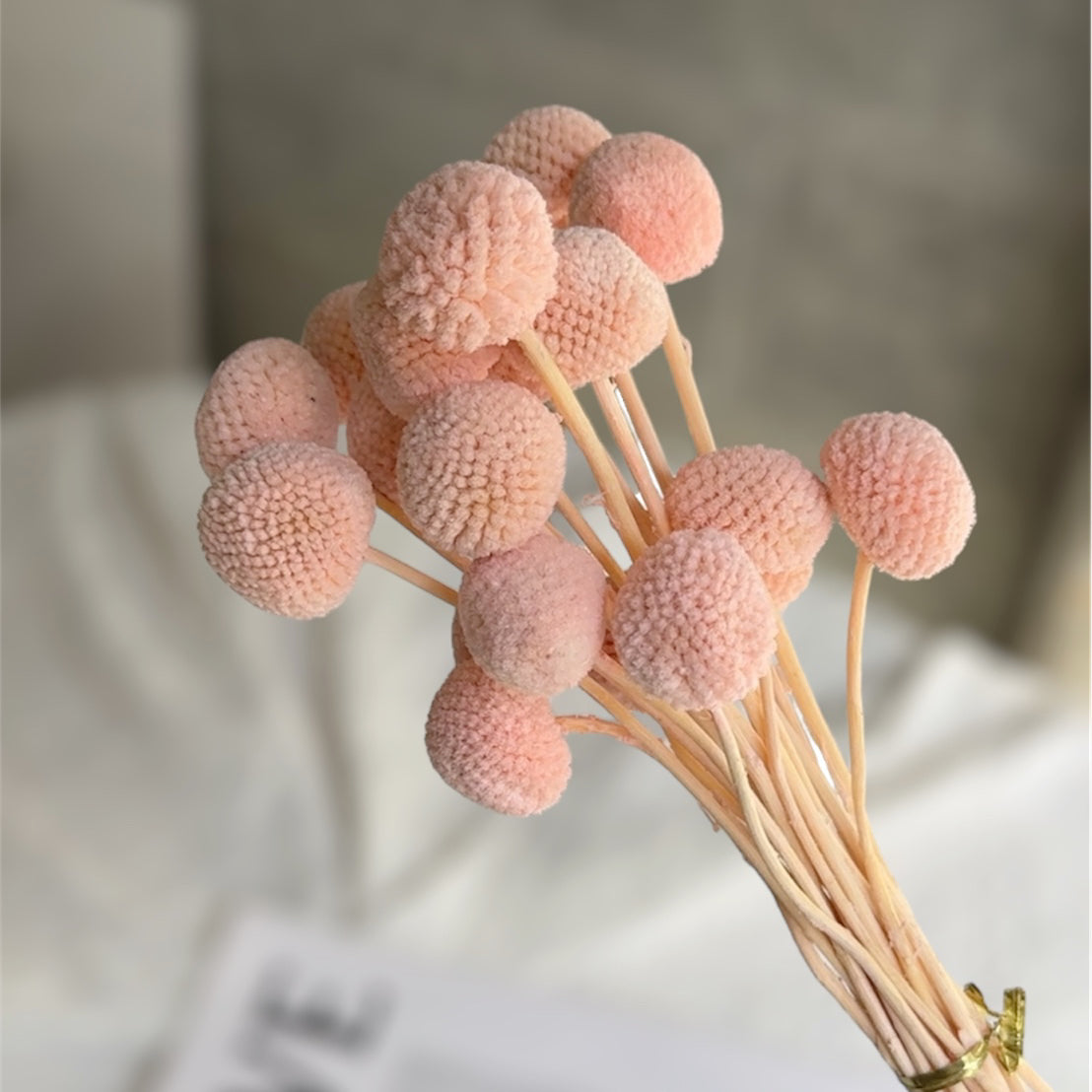 Preserved Billy Buttons