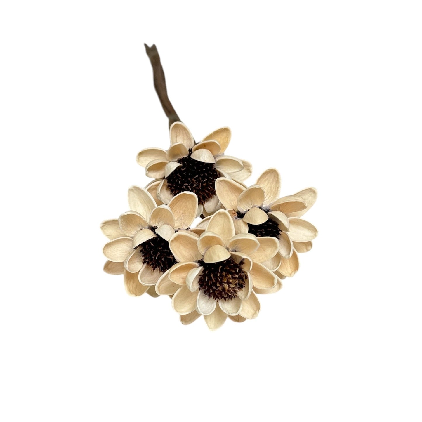 Sola Sunflower