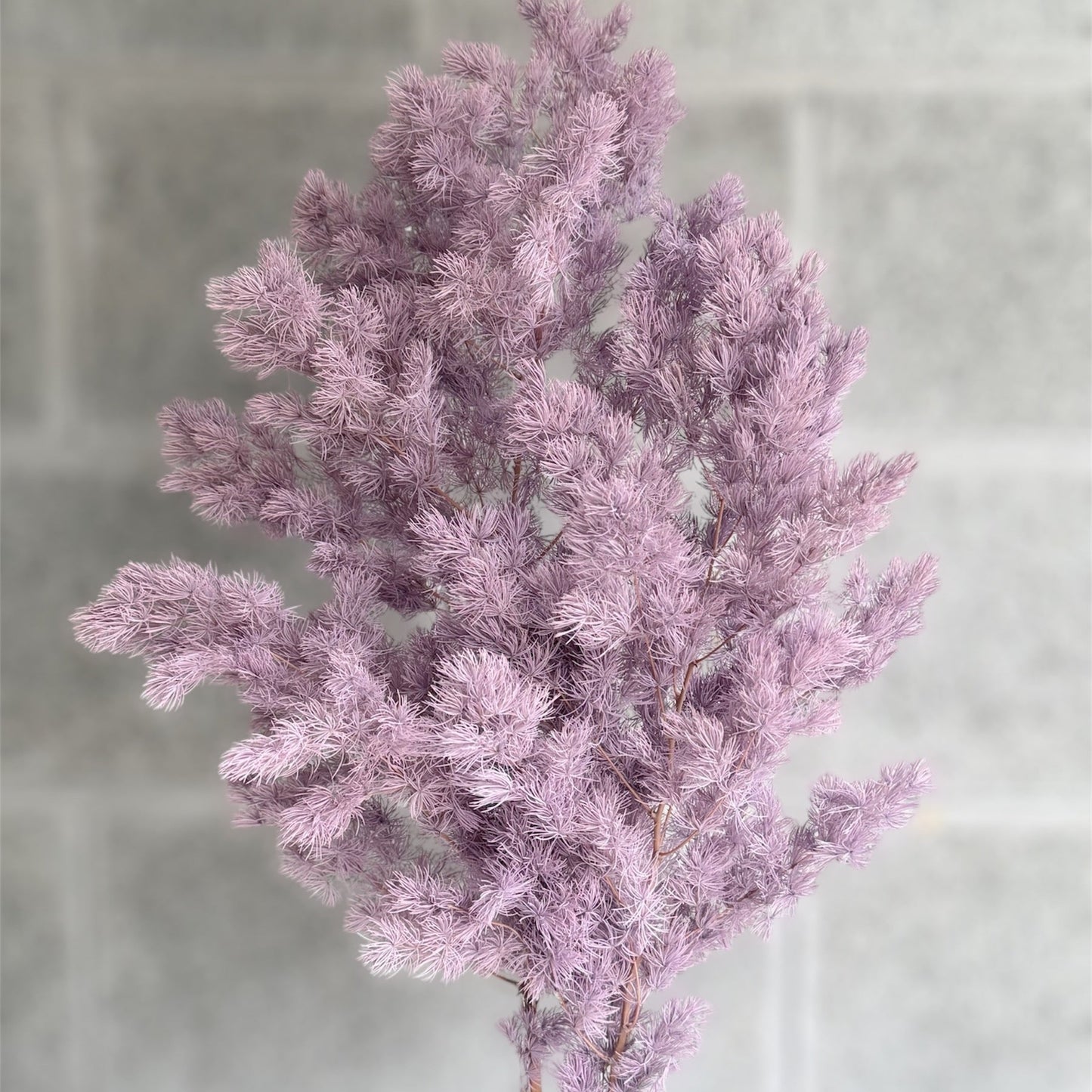 Preserved Ming Fern