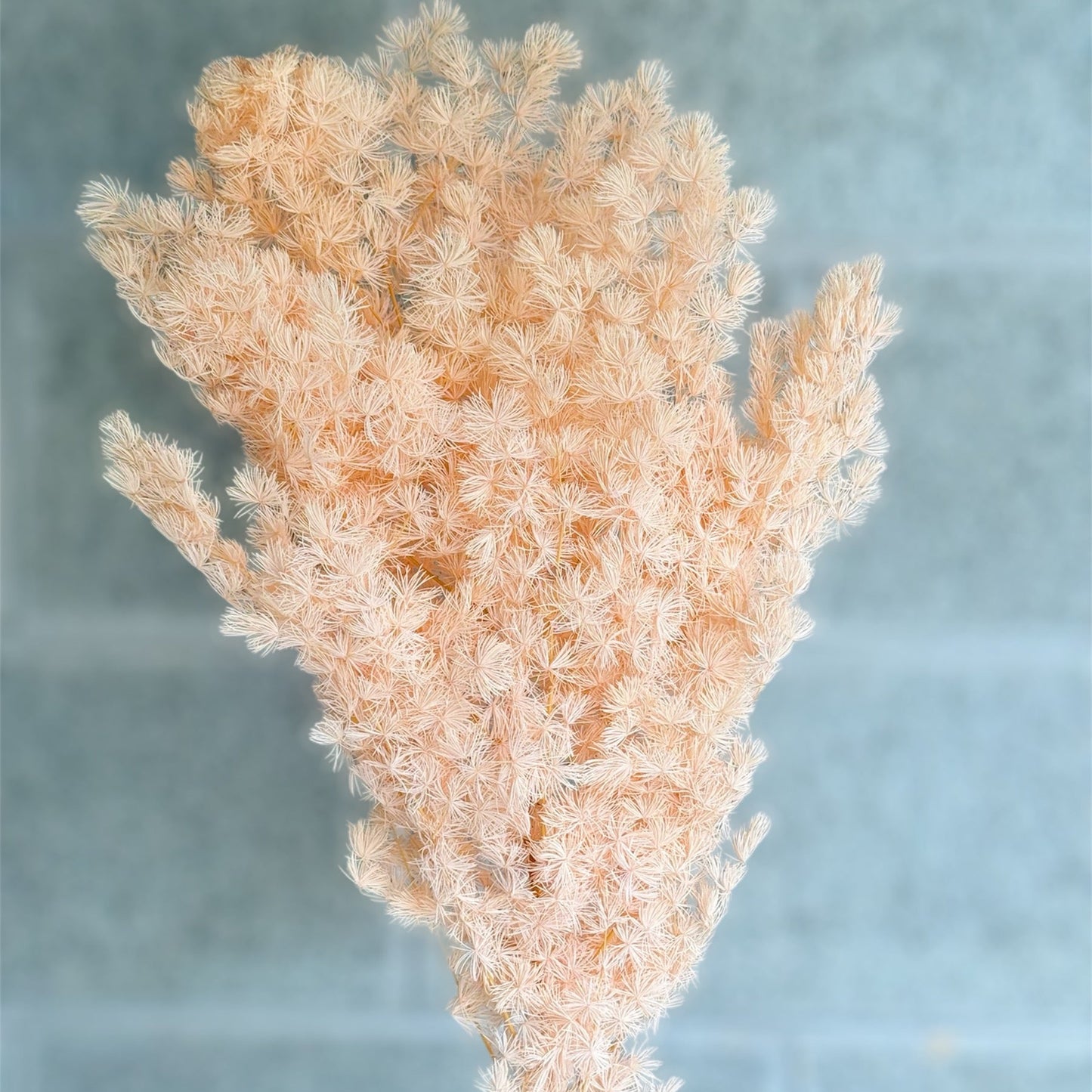 Preserved Ming Fern