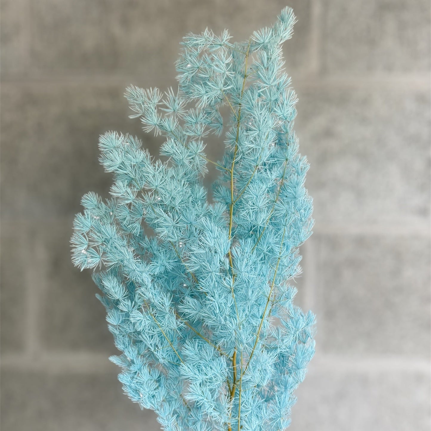 Preserved Ming Fern