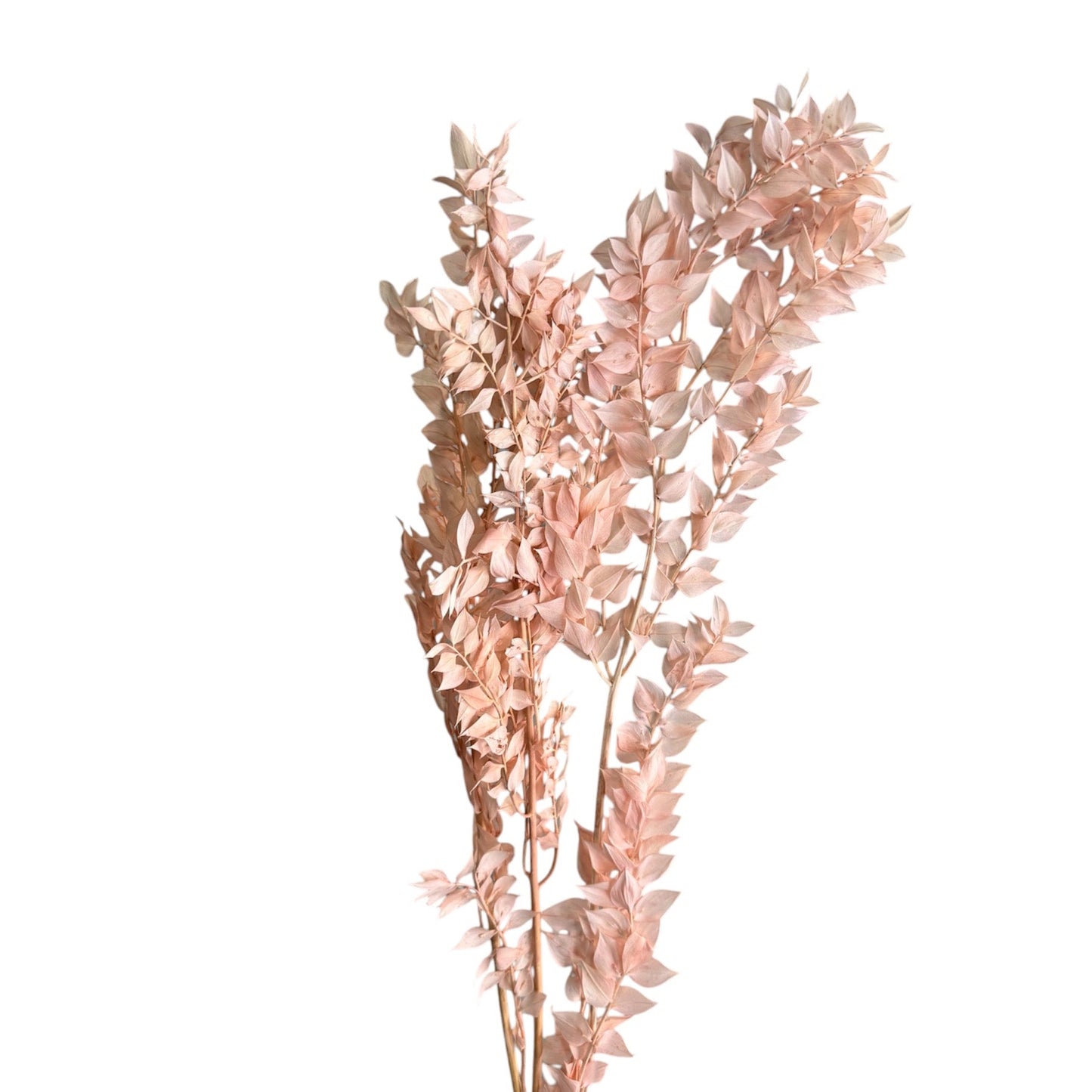 Preserved Italian Ruscus