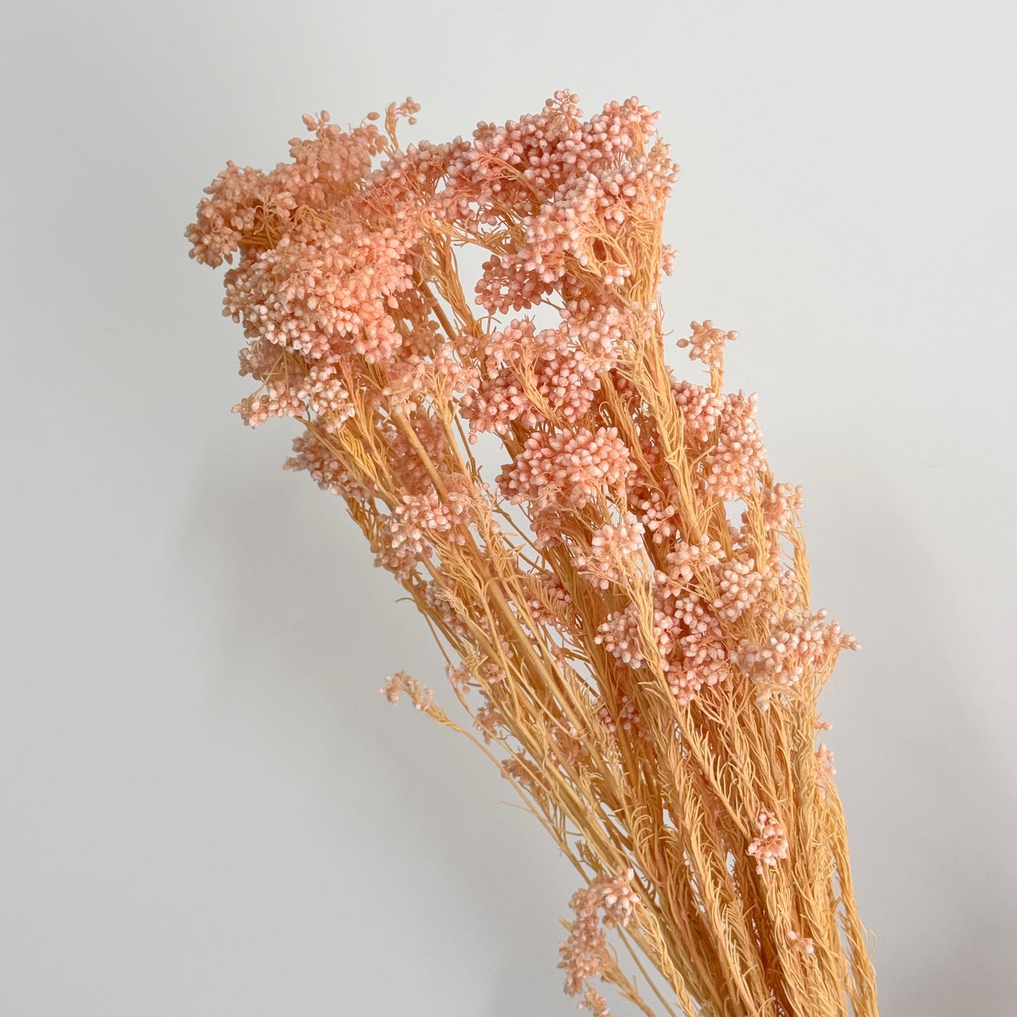 Rice Flower