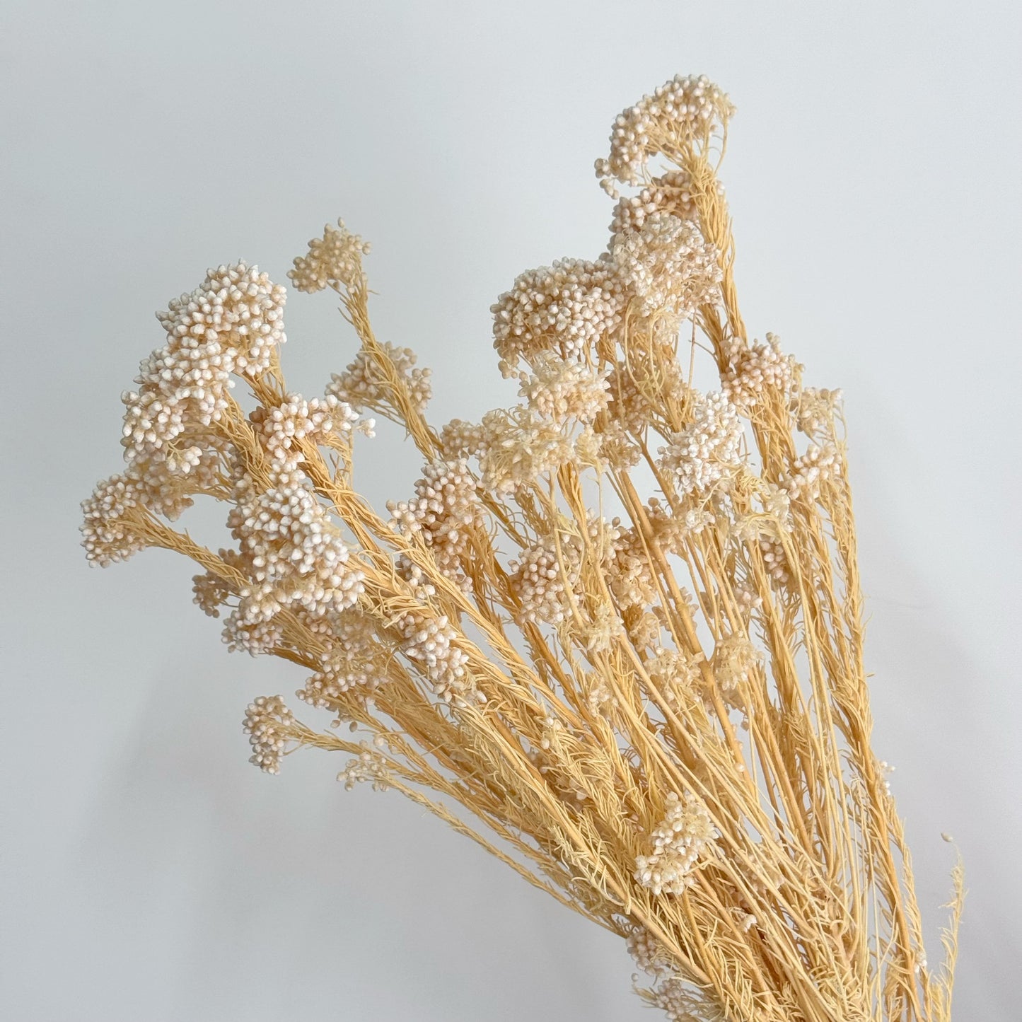Rice Flower
