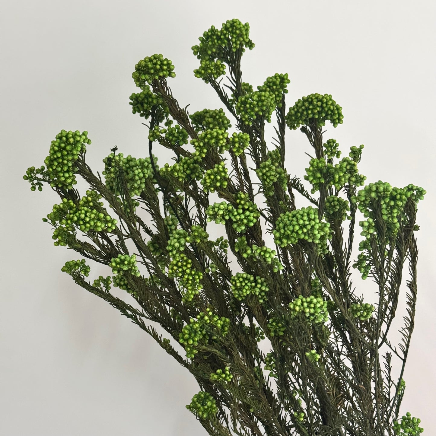 Rice Flower