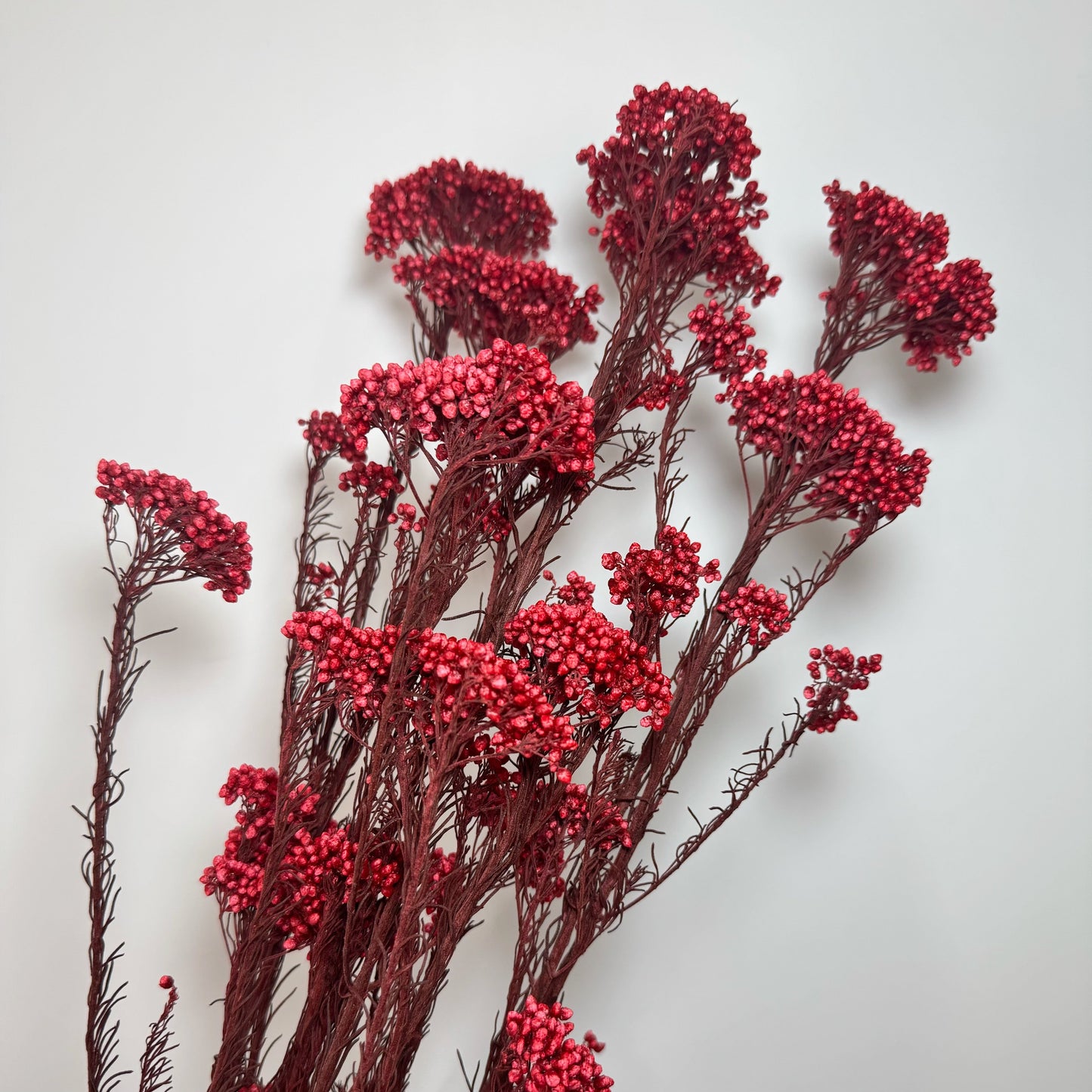 Rice Flower Red