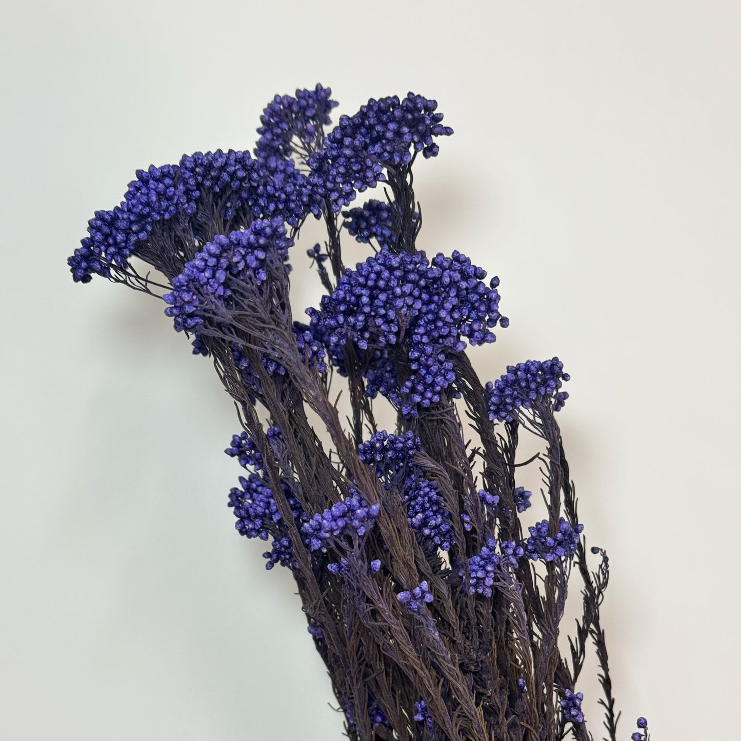 Rice Flower