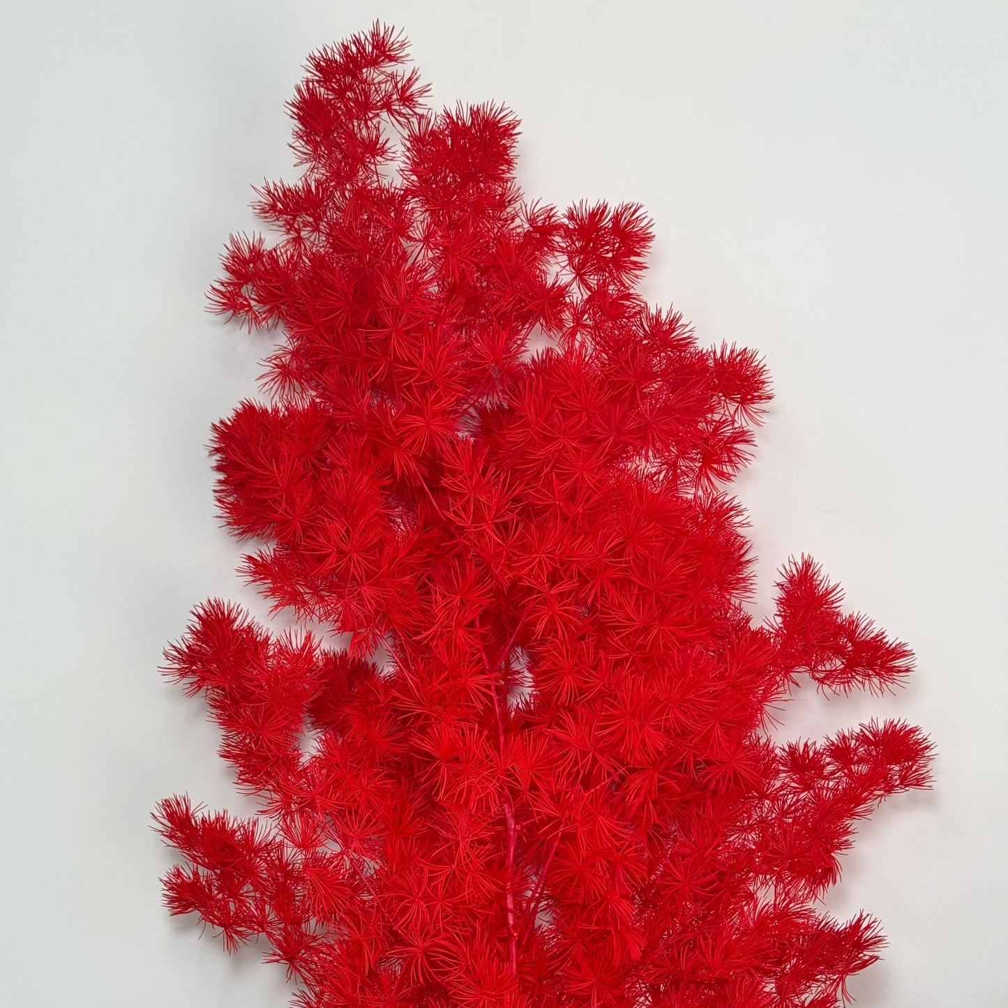 Preserved Ming Fern