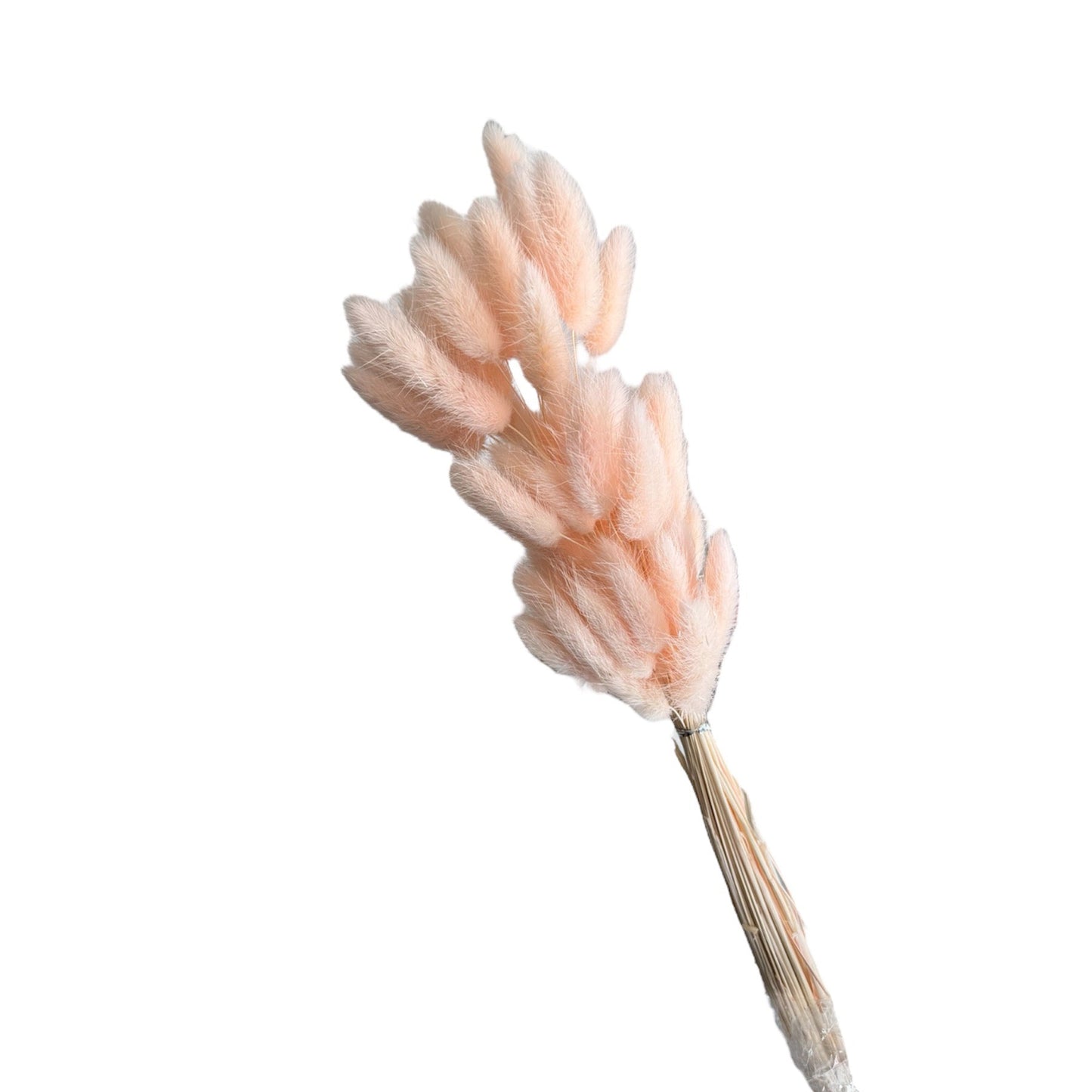 Preserved Bunny Tails