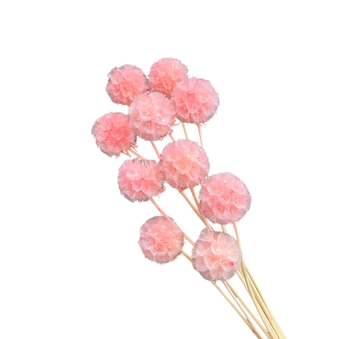 Preserved Scabiosa