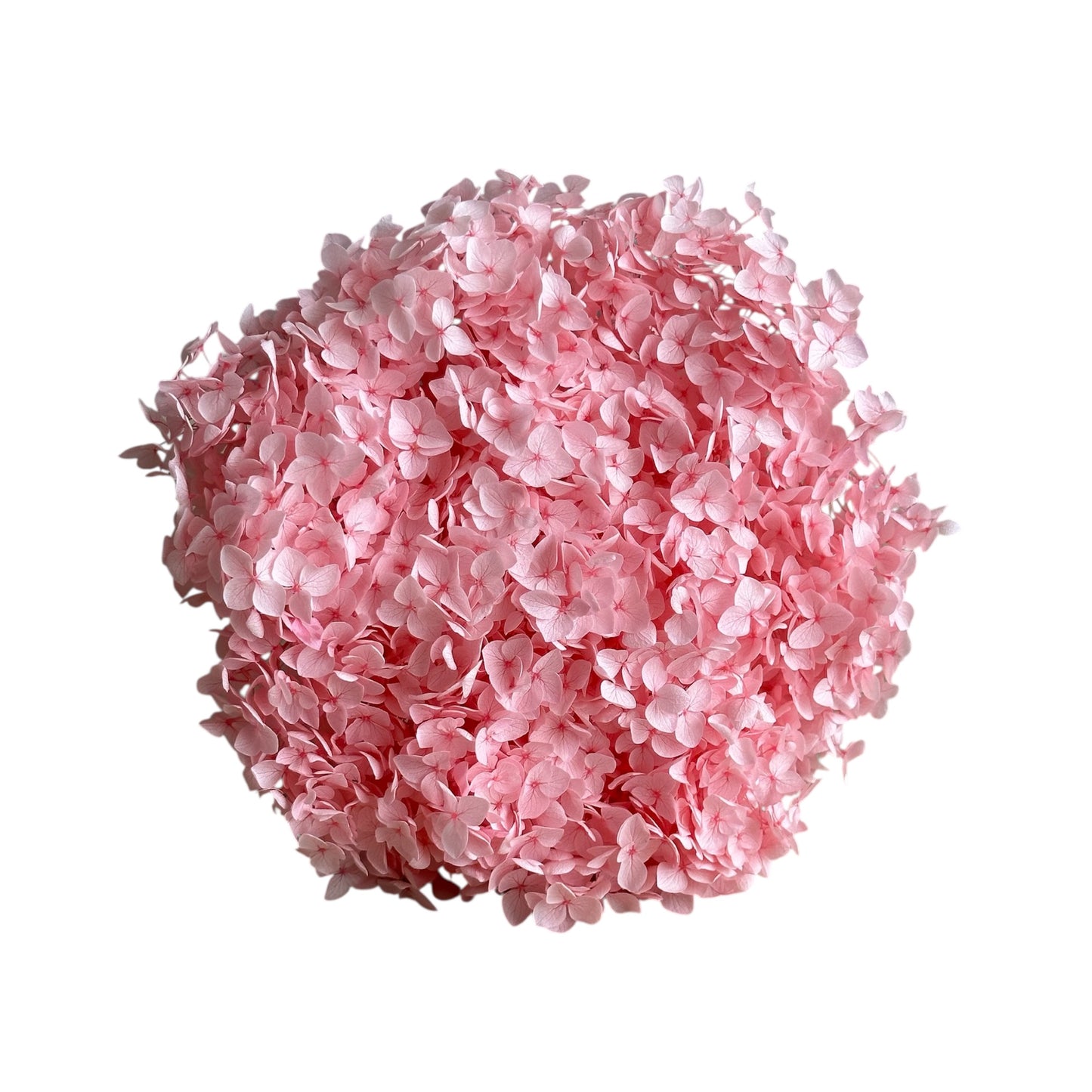 Preserved Hydrangea