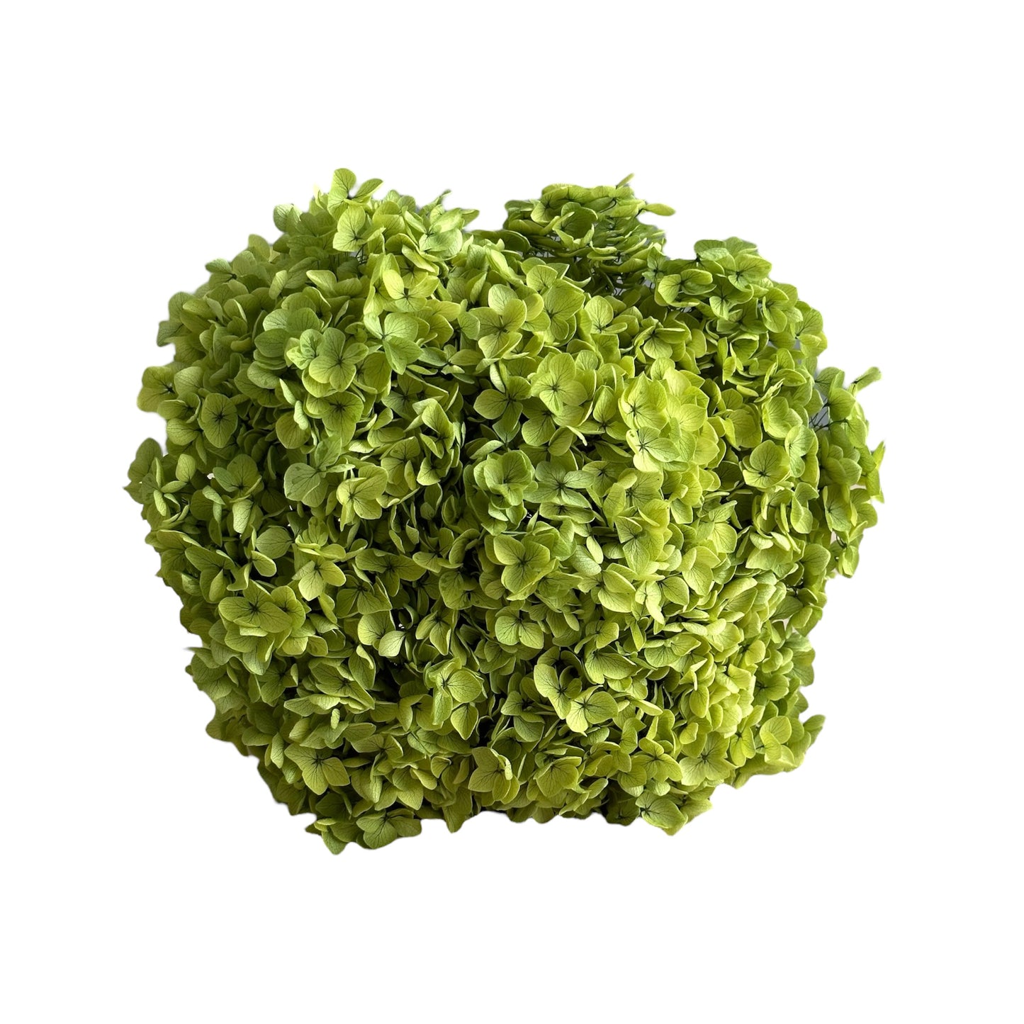Preserved Hydrangea