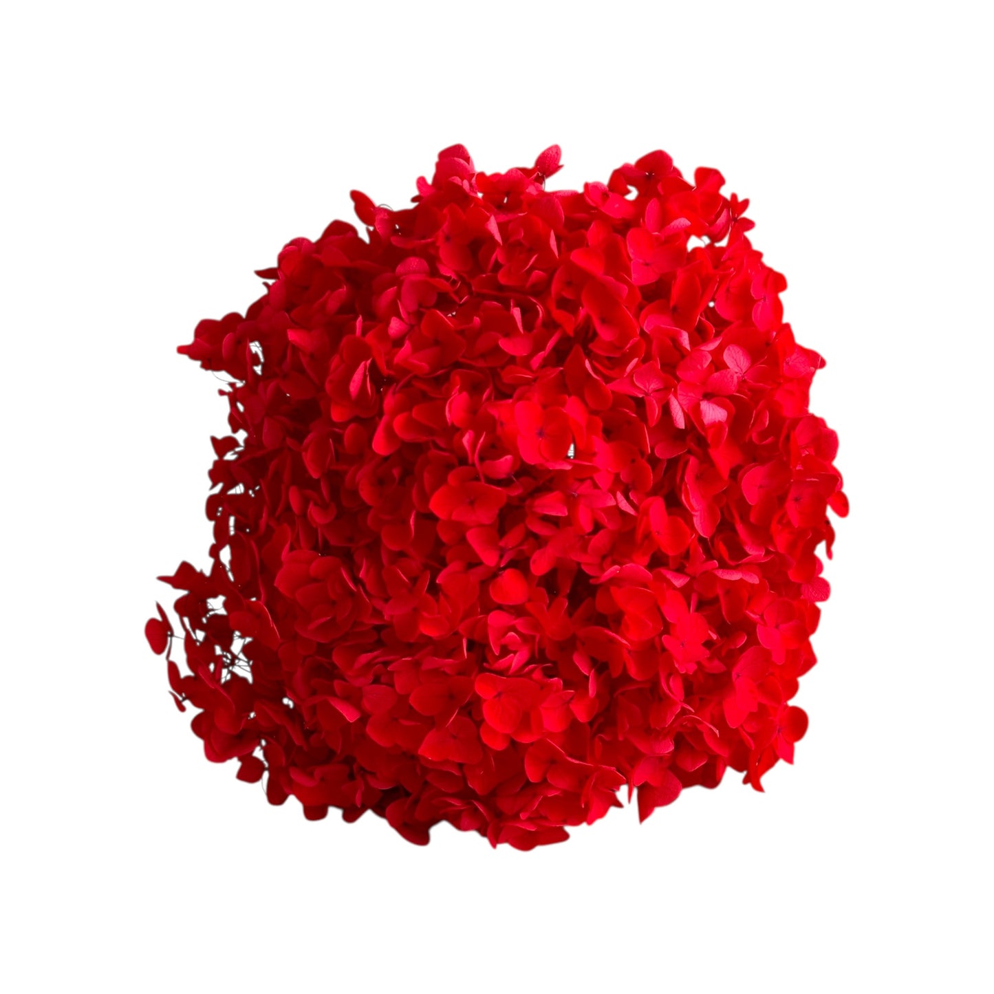 Preserved Hydrangea