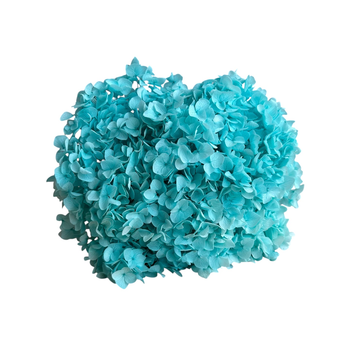 Preserved Hydrangea