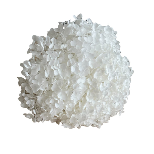 Preserved Hydrangea