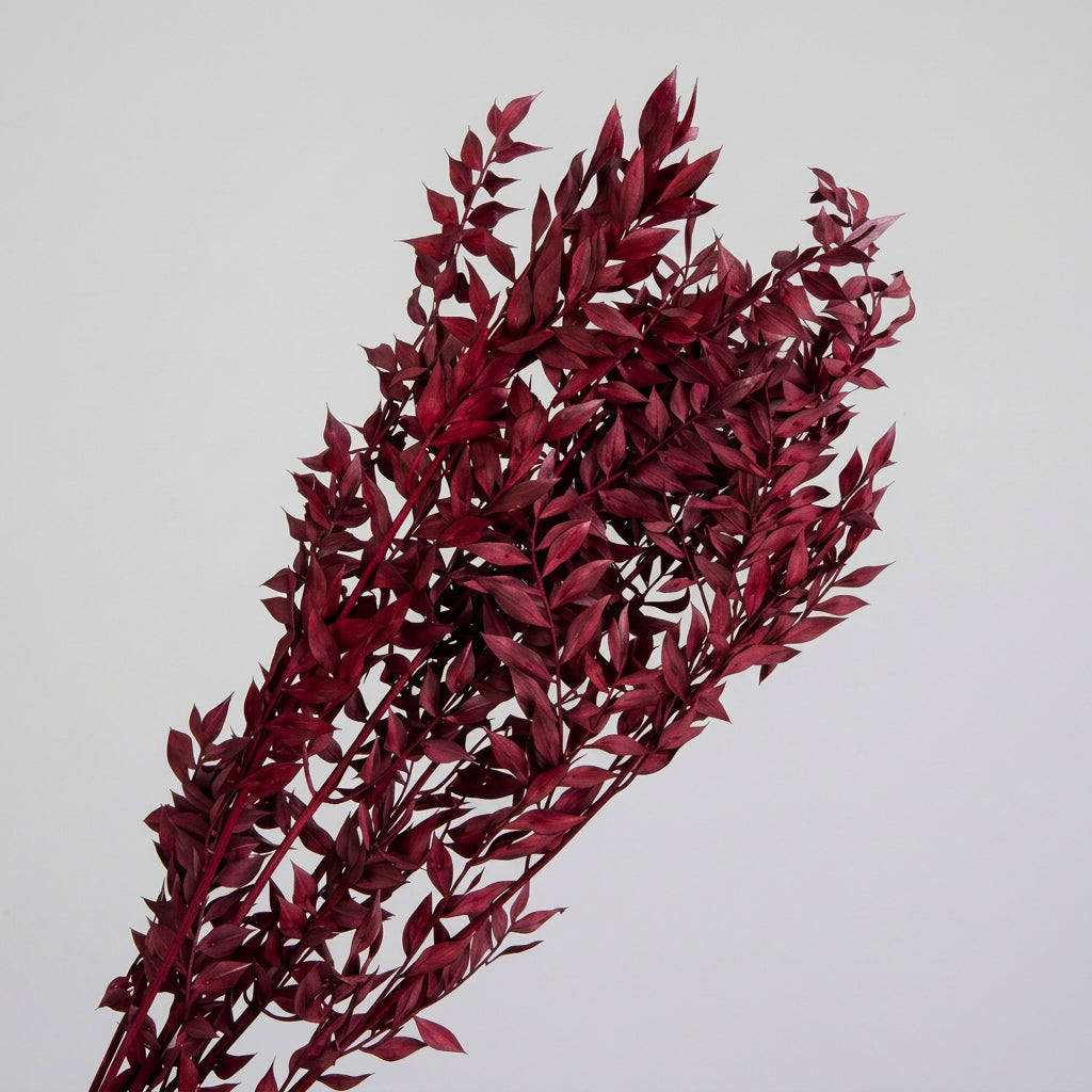 Ruscus Burgundy