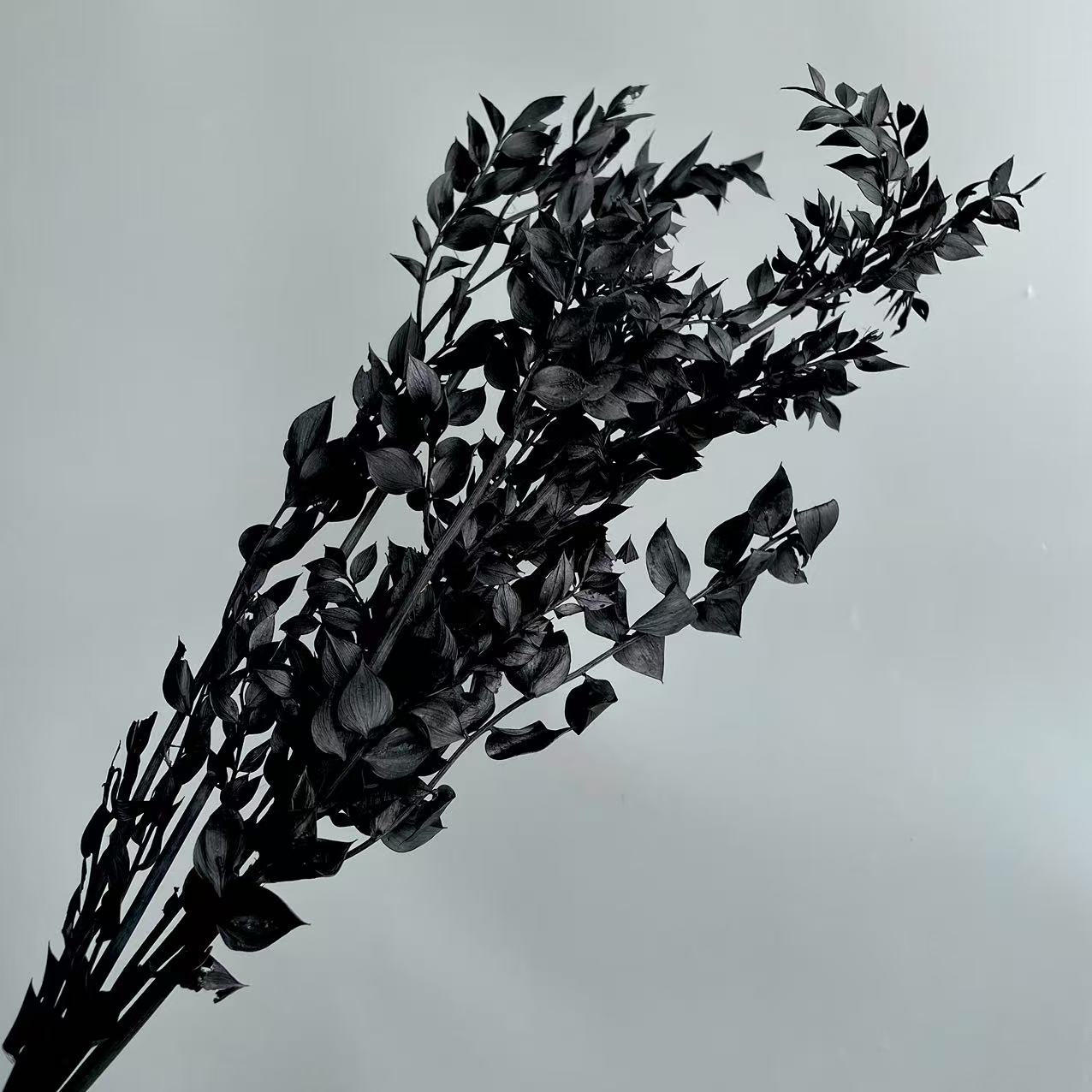Ruscus Black