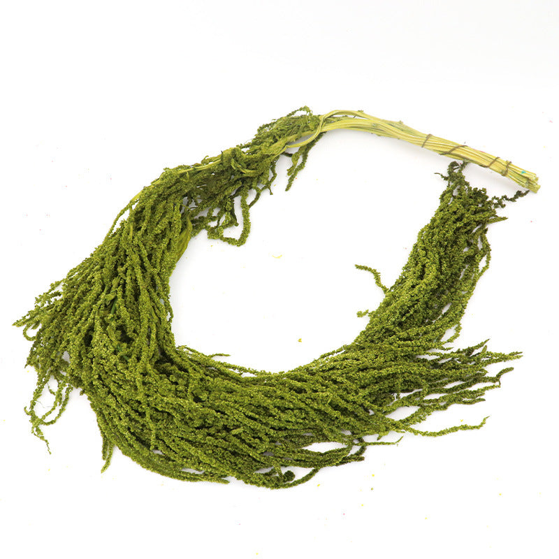Preserved Amaranthus