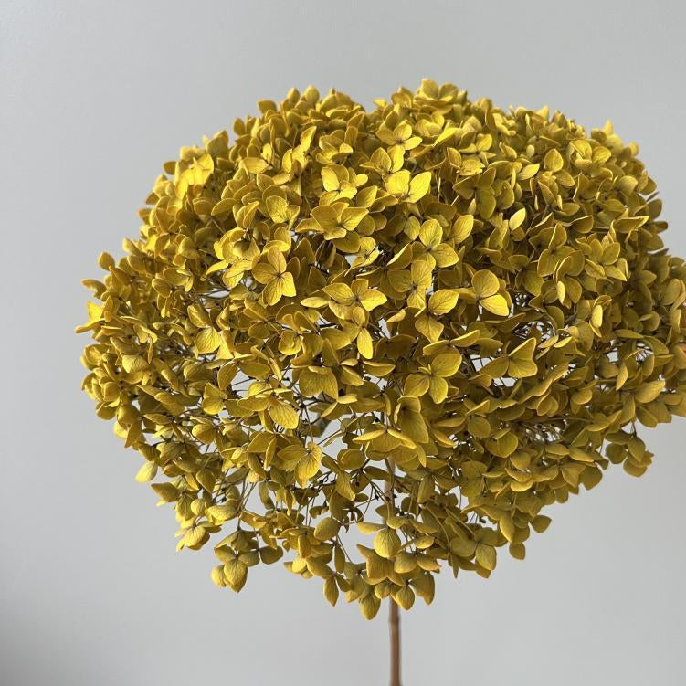 Hydrangea Vintage Yellow