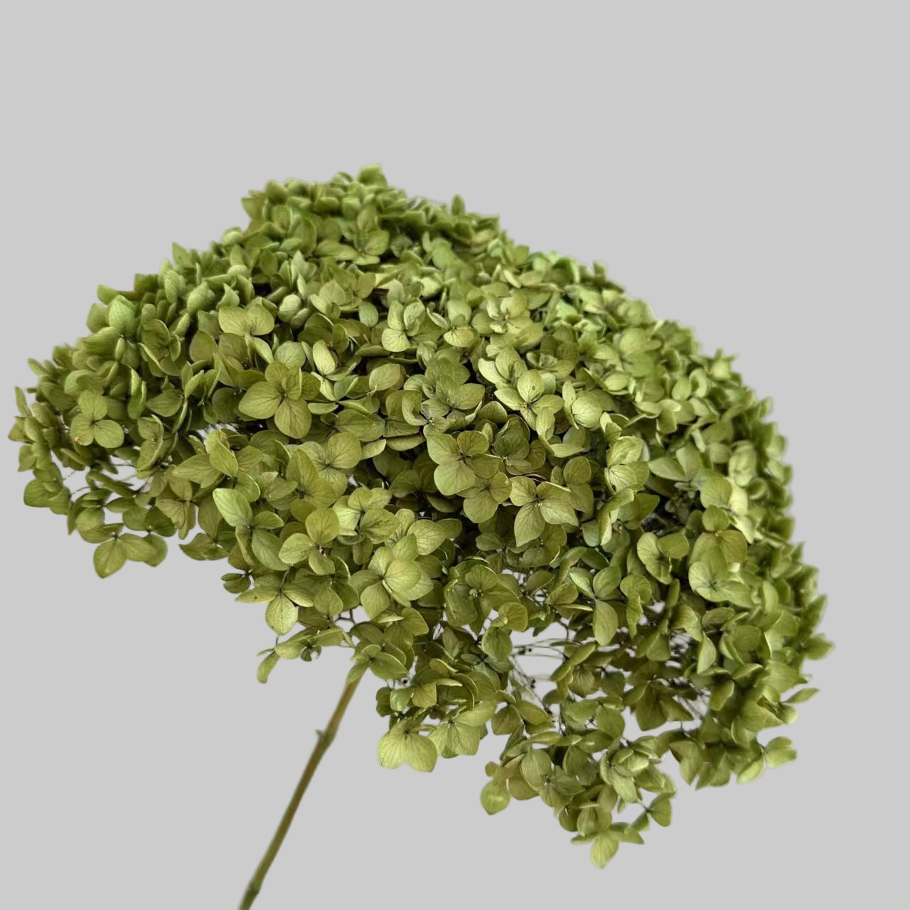 Hydrangea Olive Green