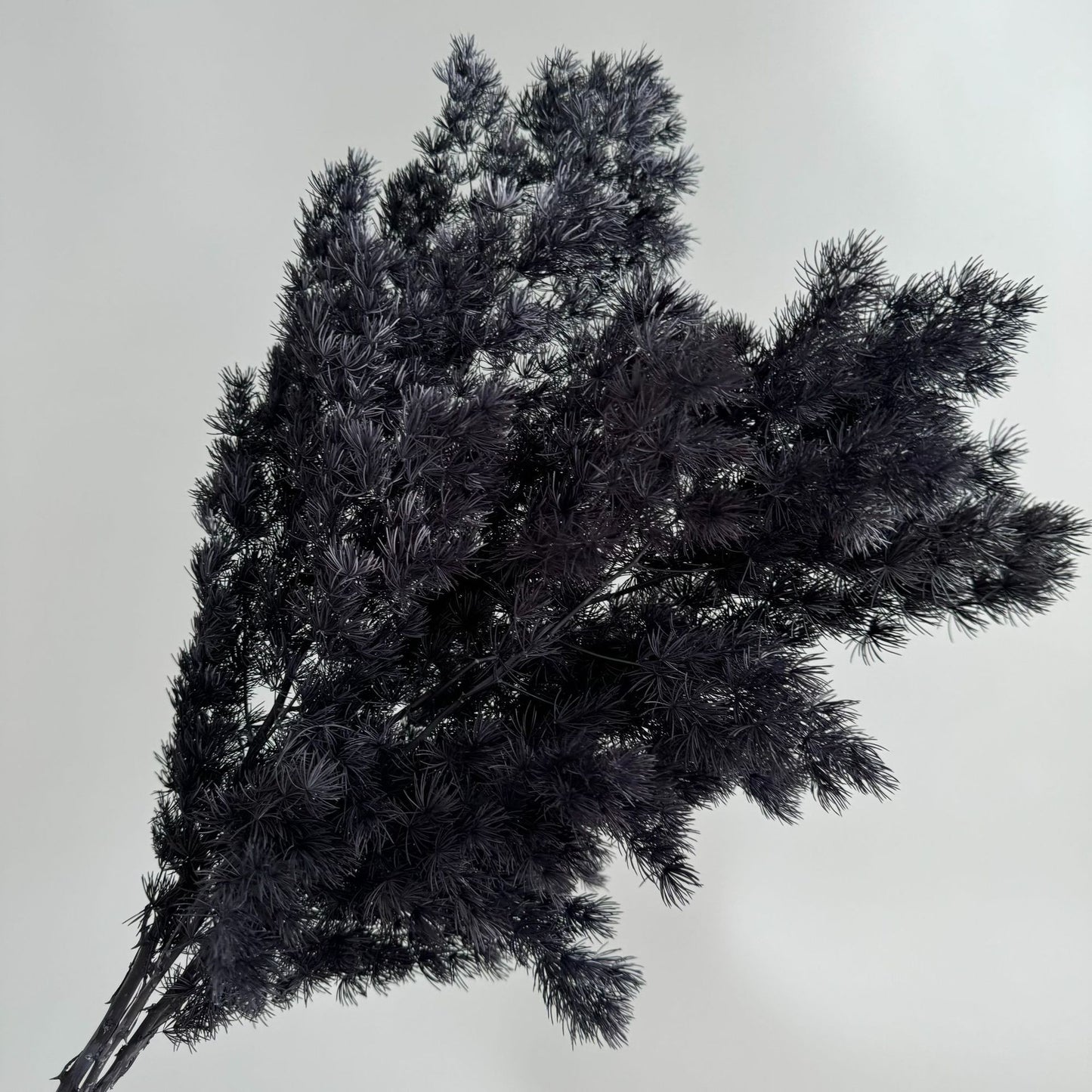 Ming Fern Black